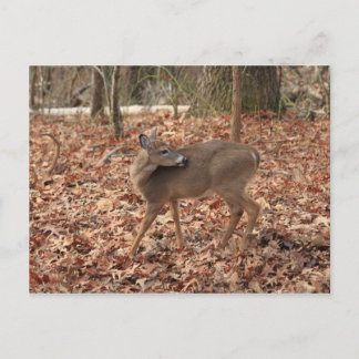 North Georgia Mountain Whitetail Deer Postkarte