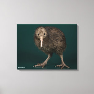 North Island Brown Kiwi Leinwanddruck