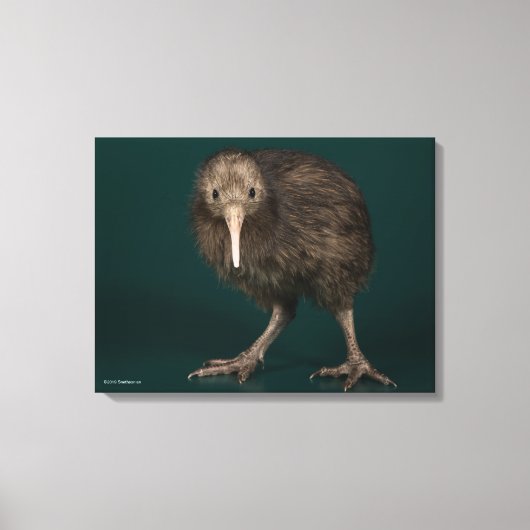 North Island Brown Kiwi Leinwanddruck (Vorderseite)