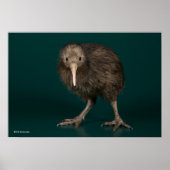 North Island Brown Kiwi Poster (Vorne)