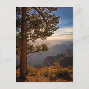 North Rim Sunrise Postkarte