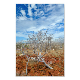 North Seymour Island Fotodruck