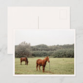 North Shore Kauai Horses Hawaii  Postkarte (Vorne/Hinten)