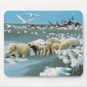 North Slope, Alaska. Eisbären Ursus Mousepad