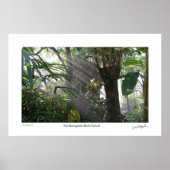 Northampton Rain Forest III Poster (Vorne)