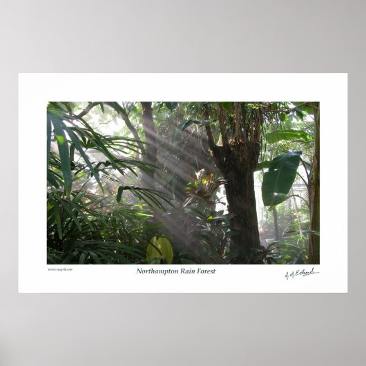 Northampton Rain Forest III Poster (Vorne)