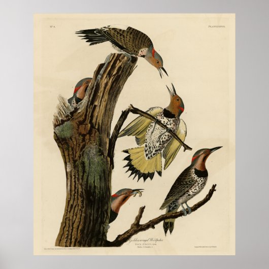 Norther Flicker von Audubons Vögeln in Amerika Poster (Vorne)