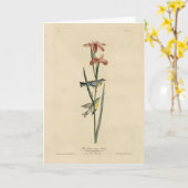 Norther Parula von Audubons Vögeln von Amerika Karte (Gelbe Blume)