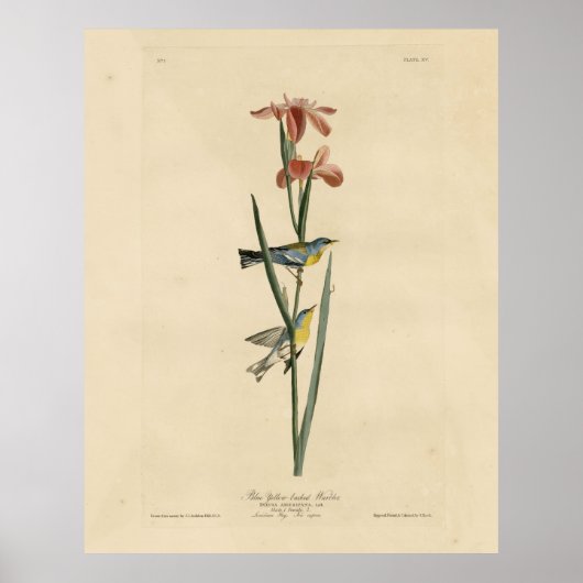 Norther Parula von Audubons Vögeln von Amerika Poster (Vorne)