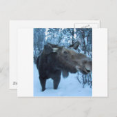 NORTHERMOOSE POSTKARTE (Vorne/Hinten)