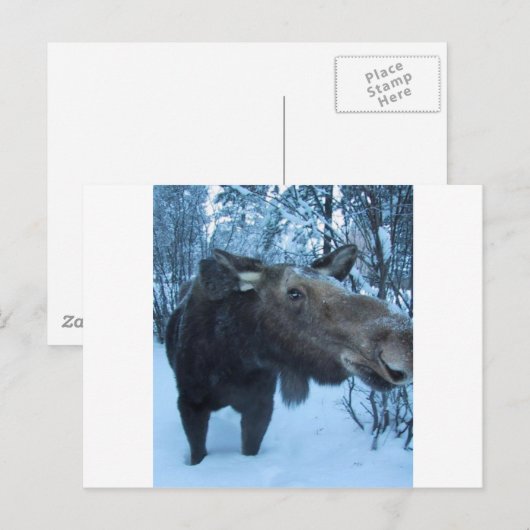 NORTHERMOOSE POSTKARTE (Vorne/Hinten)