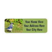 Northern Blue Jay (Vorne)