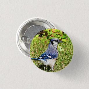 Northern Blue Jay Button