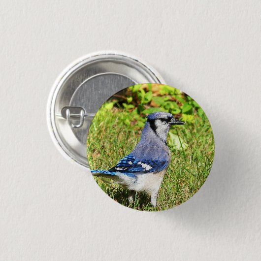 Northern Blue Jay Button (Vorne & Hinten)
