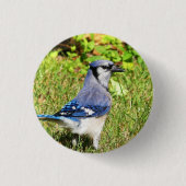 Northern Blue Jay Button (Vorderseite)