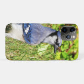 Northern Blue Jay Case-Mate iPhone Hülle (Rückseite (Horizontal))