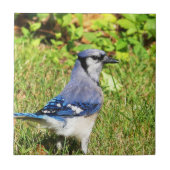Northern Blue Jay Fliese (Vorderseite)