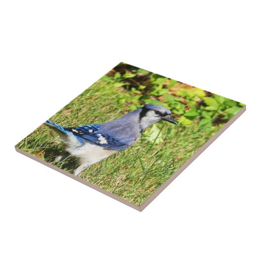 Northern Blue Jay Fliese (Seite)