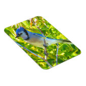 Northern Blue Jay Frühherbst Quebec Kanada Magnet (Rechte Seite)