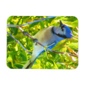 Northern Blue Jay Frühherbst Quebec Kanada Magnet (Horizontal)