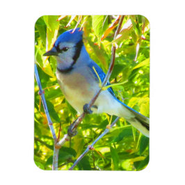 Northern Blue Jay Frühherbst Quebec Kanada Magnet