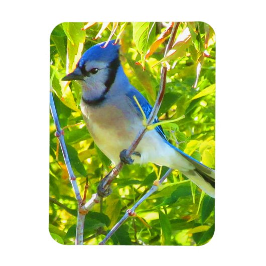 Northern Blue Jay Frühherbst Quebec Kanada Magnet (Vertikal)