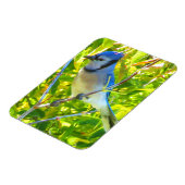 Northern Blue Jay Frühherbst Quebec Kanada Magnet (Linke Seite)