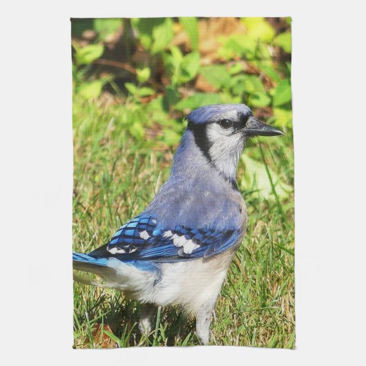 Northern Blue Jay Geschirrtuch (Vertikal)