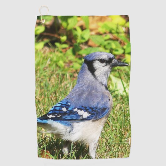 Northern Blue Jay Golfhandtuch (Vorderseite)