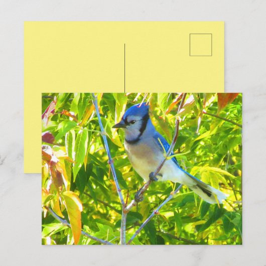 Northern Blue Jay in Tree Nature Custom Postkarte (Vorne/Hinten)