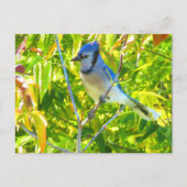 Northern Blue Jay in Tree Nature Custom Postkarte (Vorderseite)