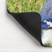 Northern Blue Jay Mousepad (Ecke)