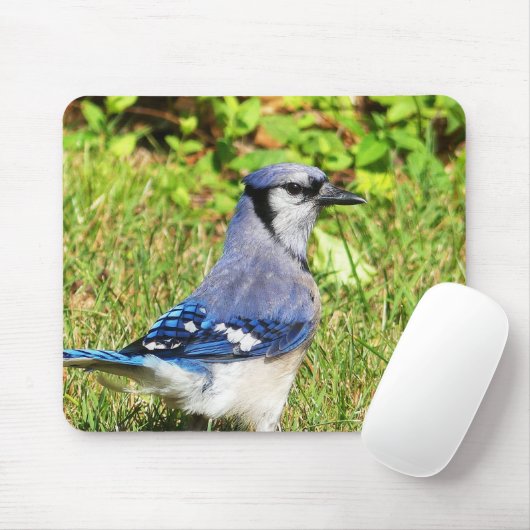 Northern Blue Jay Mousepad (Mit Mouse)