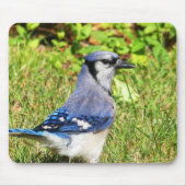 Northern Blue Jay Mousepad (Vorne)