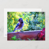 Northern Blue Jay Perching Birds Canada Postkarte (Vorne/Hinten)