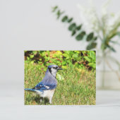 Northern Blue Jay Postkarte (Stehend Vorderseite)