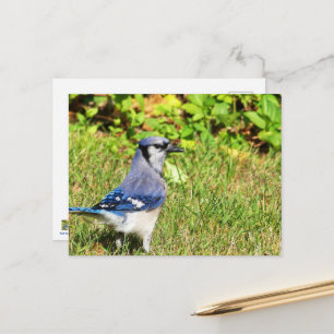 Northern Blue Jay Postkarte