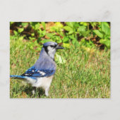 Northern Blue Jay Postkarte (Vorderseite)