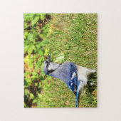 Northern Blue Jay Puzzle (Vertikal)