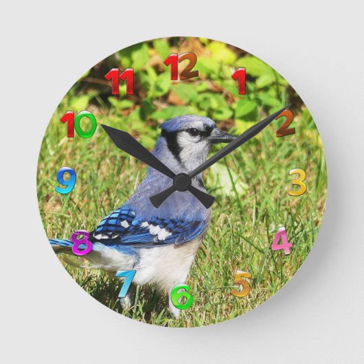 Northern Blue Jay Runde Wanduhr (Vorderseite)