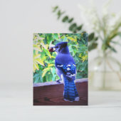 Northern Blue Jay W Peanut Beautiful Blue Feathers Postkarte (Stehend Vorderseite)