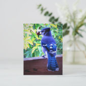Northern Blue Jay W Peanut Beautiful Blue Feathers Postkarte (Stehend Vorderseite)