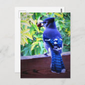 Northern Blue Jay W Peanut Beautiful Blue Feathers Postkarte (Vorne/Hinten)