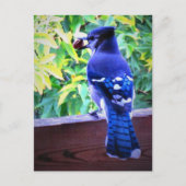 Northern Blue Jay W Peanut Beautiful Blue Feathers Postkarte (Vorderseite)