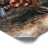 Northern Bobwhite Poster (Ecke)