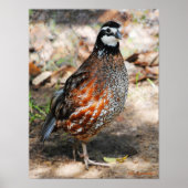 Northern Bobwhite Poster (Vorne)