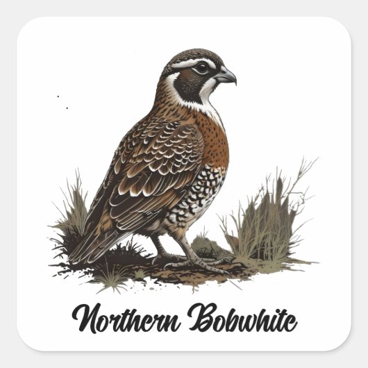 Northern Bobwhite Quadratischer Aufkleber (Vorderseite)