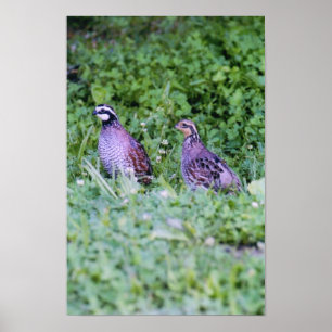 Northern Bobwhite Quail Poster