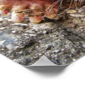 Northern Broadfoot Mole Poster (Ecke)