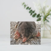 Northern Broadfoot Mole Postkarte (Stehend Vorderseite)